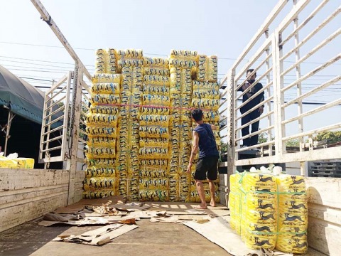 เชือกฟางตราแมวดำ โยงกิ่งทุเรียน ราคาถูก